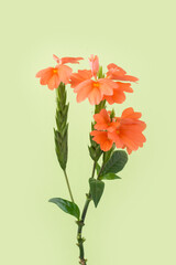 orange crossandra flower, also known as firecracker flower, native to india and sri lanka decorative flower isolated on a light green background