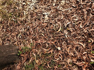 Brown rotten leaves and dried foliage on a forest patch