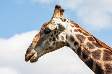 Portrait of a male giraffe bull in Kruger National Park, Mpumalanga, South Africa