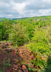 Fototapeta na wymiar Lush forest in the rainy season - Sertao landscape in Oeiras, Piaui (Northeast Brazil)