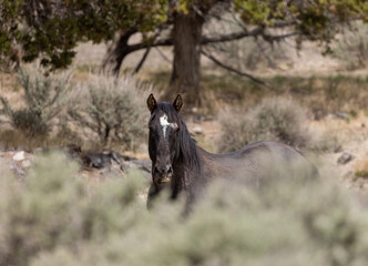 
Wild Horse Stallion in the Utah Desert