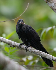 smooth billed ani with prey