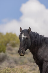 Obraz premium Wild Horse Stallion in the Utah Desert