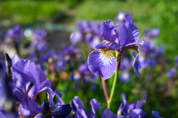 Beautiful irises on a natural background. Blooming irises.