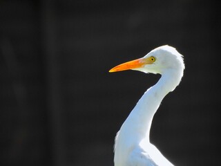Egrets in Florida