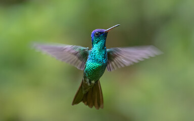 Obraz premium golden tailed sapphire in flight