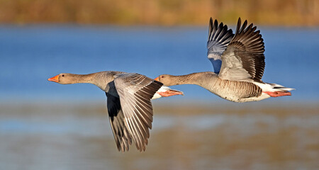 Graug&auml;nse im Flug
