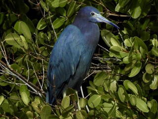 Egrets in Florida