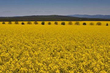 Rapsfeld