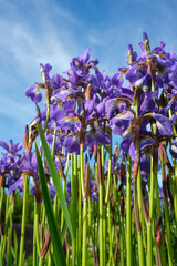 Beautiful irises on a natural background. Blooming irises.