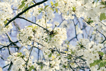 Close-up Of White Cherry Blossoms. Sakura during spring.