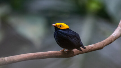 golden headed manakin waiting for display practice