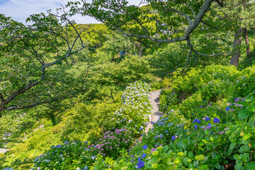 静岡県下田市　下田公園のあじさい