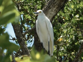 Egrets in Florida