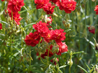 (Helianthemum hybride 'Amabile plenum') Petit arbuste nain rampant d'hélianthèmes aux fleurs...