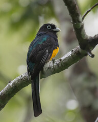 green backed trogon showing of its bright colors