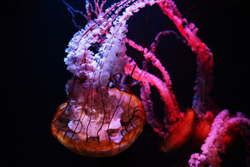 Colored jellyfish in the dark water