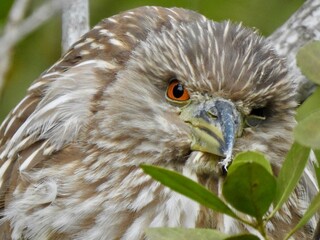 Green Herons in Florida