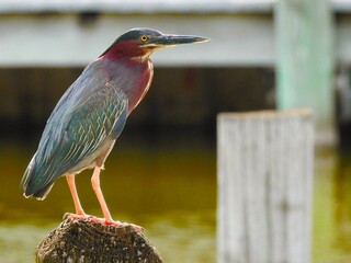 Green Herons in Florida