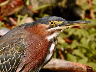 Green Herons in Florida