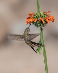 acrobatic oasis hummingbirds attack on wild  flower