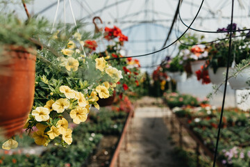 Beautiful and large greenhouse interiors or indoors. Plenty of gorgeous flowers. Selective focus.