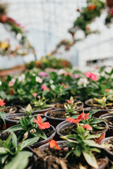 Beautiful and large greenhouse interiors or indoors. Plenty of gorgeous flowers. Selective focus.