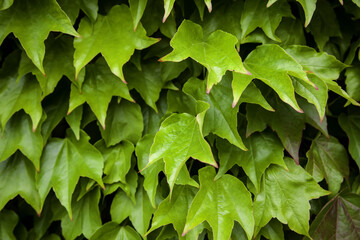 Fototapeta na wymiar Green ivy wall