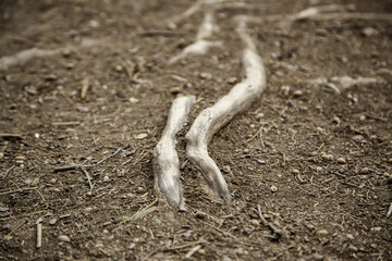 Tree roots in a forest