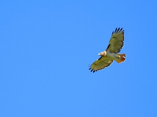 Hawks
