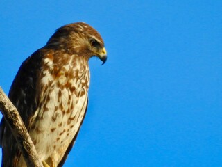Hawks
