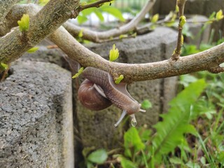 Snail on a tree