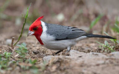 red crested cardinal