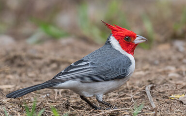 red crested cardinal