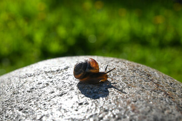 Small snail on a rock