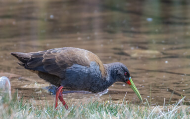 plumbeous rail feeding near a lake shore in cusco
