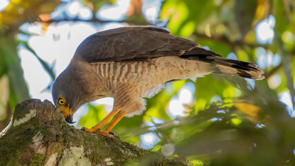 roadside hawk with prey
