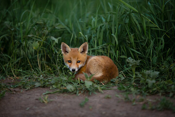 red fox lies on the green grass
