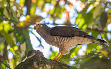 roadside hawk with prey
