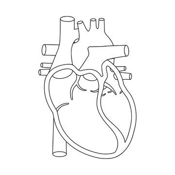 Human heart illustration. Anatomically correct heart with cross-section view.