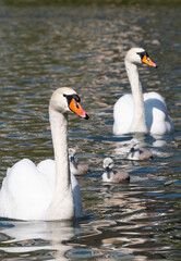 Mute swans and cygnets swimming