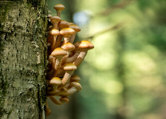Bunch of Armillaria mellea mushrooms in the autumn forest grows tree trunk