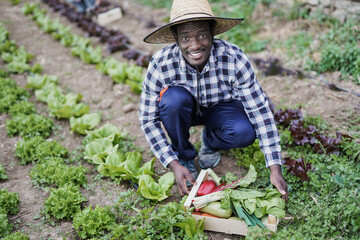 Young african man working for organic farm while holding fresh vegetable wood box and smiling in...