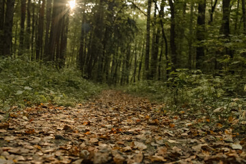 sun rays break through the trees and illuminate the path covered with fallen leaves in the autumn forest