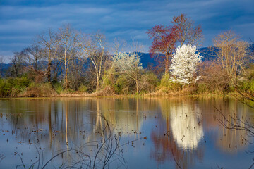 Beautiful colors of spring trees reflecting in spring flood waters
