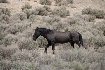 Fototapeta premium Wild Horse Stallion in the Utah Desert