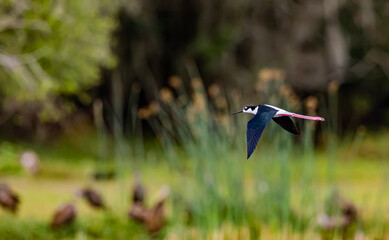 Black0winged stilt with red wings flies over pond