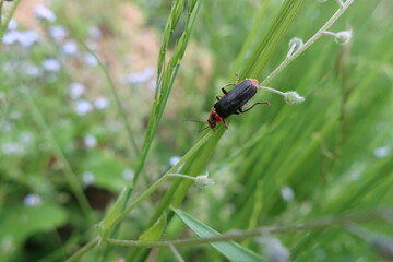 Soldier beetle (cantharis rustica) in grass. 