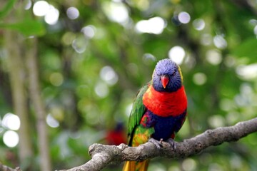 oiseau