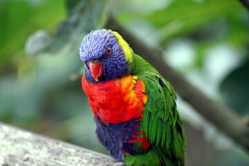 oiseau